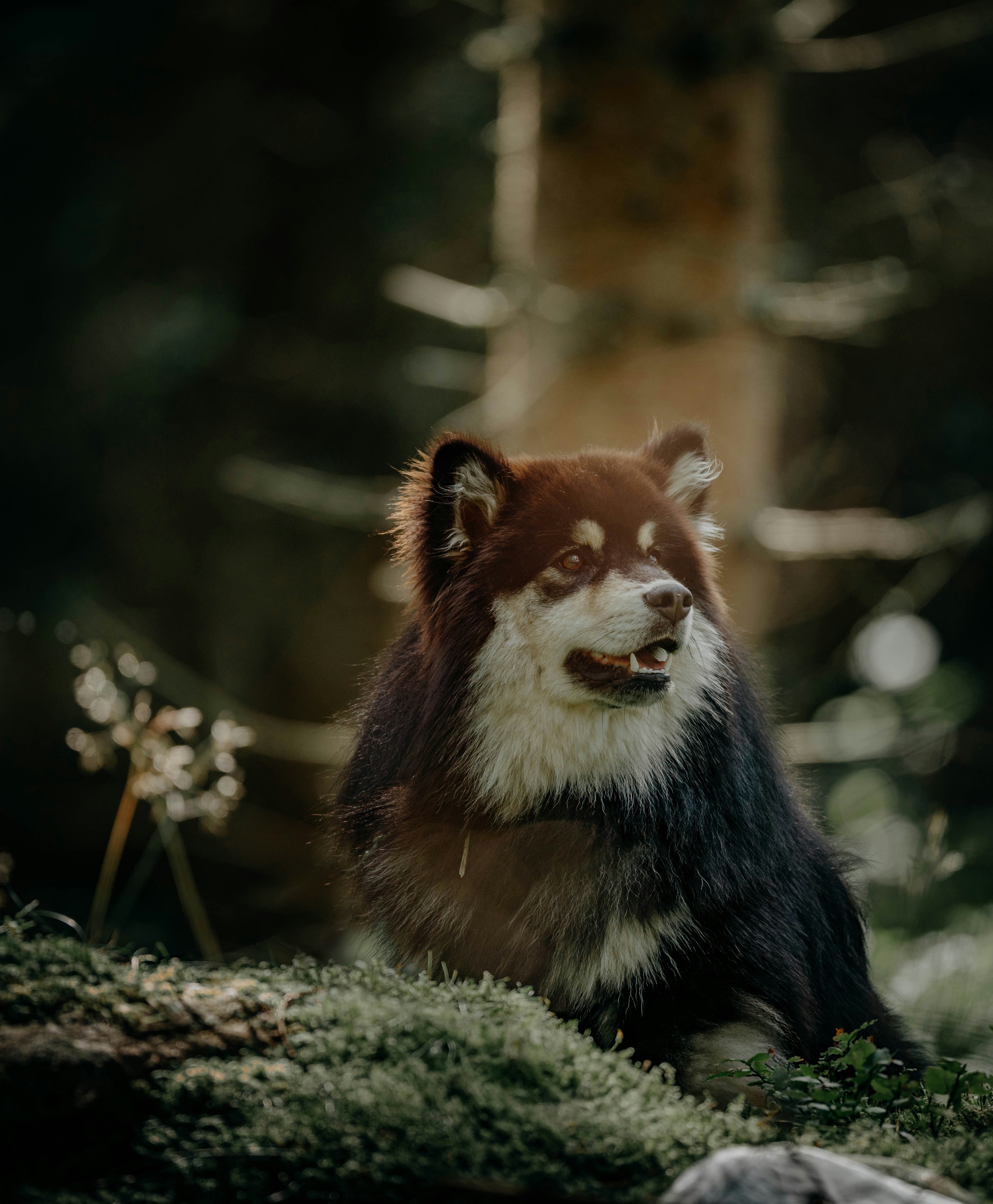 black and brown long coated dog on green grass during daytime